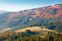 mountainous rural landscape of ukraine in autumn. picturesque highland woods. grassy meadow on a sunny day. carpathian countryside scenery with colorful forest and pasture on a hill