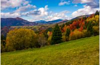 mountains with colorful foliage forest. great autumnal landscape in fine weather and clouds on blue sky