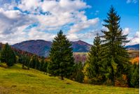 mountains with colorful foliage forest few spruce trees in front on the meadow. great autumnal landscape in fine weather and clouds on blue sky