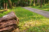 narrow gravel path winding through forest. beautiful outdoor background for hiking. synevyr national park in summer. lush carpathian woodland 