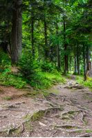 narrow path in a coniferous forest with tree roots sprouted across the footpath