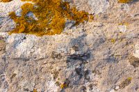 natural sea rock texture. floor material for 3D. outdoor background of sandstone surface in morning light. closeup view of rough stone on coast terrain