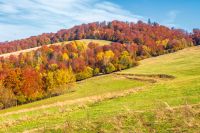nice view of an autumn forenoon in carpathian mountains. trees on the edge of a hill in fall colors. wonderful forested mountain landscape of ukraine on a sunny weather. outdoors adventure scene