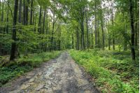 old dirt road through forest. wet foliage, puddle after the rain. travel background. summer nature scenery