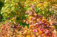 orange autumn foliage view from above. golden outdoor environment of park in october. tranquil scenery