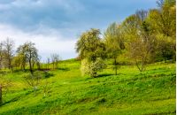 apple orchard on a grassy hillside. agricultural area in mountains. springtime landscape on a cloudy day