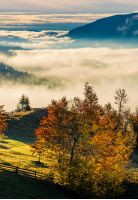 orchard with red foliage in foggy mountains. gorgeous rural autumn scenery at sunrise