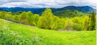 panorama of agricultural area in mountains. trees on hills in fresh green foliage in spring