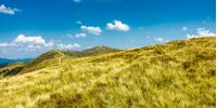 panorama of grassy mountain ridge. beautiful summer scenery in fine weather with some clouds on a blue sky