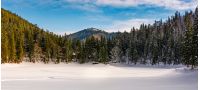 panorama of spruce forest in winter mountains. gorgeous nature scenery