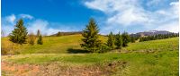 panorama of spruce forest on grassy hills. beautiful landscape of Carpathian mountains in springtime. location - valley of Pylypets village, Ukraine