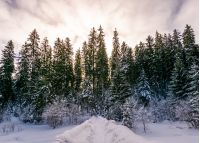 path in snowy spruce forest. beautiful nature scenery in Winter Carpathians. location Synevyr National park, Ukraine
