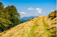 path through beech forest on a grassy hillside. Beautiful Carpathian landscape in early autumn