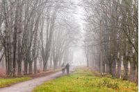 people walking by path among trees in foggy autumn park