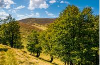 path through the forest on a mountain hillside. wonderful mountainous landscape in autumn