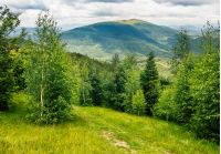 composite mountain landscape. path through the meadow in forest on a hillside. beautiful summer scenery