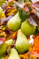 pear tree in autumn. ripe green fruits in the garden. close up of branch with hanging harvest. natural organic background of rustic orchard with colorful foliage in fall season