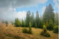 pine forest in autumn fog. trees on a meadow with weathered grass. dramatic nature scenery with gorgeous cloudy sky
