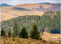 Spruce forest at mountain hillside. meadows with weathered grass on bright sunny day with blue sky and clouds. beautiful springtime landscape