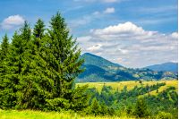 slope of mountain range with pine trees and meadow