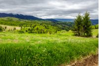 mountain summer landscape. pine trees near meadow and forest on hillside under  sky with clouds