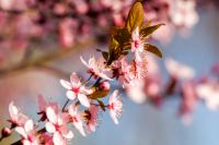 pink apple tree branch in blossom. rural fruit garden on spring sunny day. picturesque freshness in peaceful vegetation photography