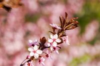pink apple tree branch in blossom. rural fruit garden on spring sunny day. picturesque freshness in peaceful vegetation photography