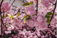 delicate pink flowers blossomed Japanese cherry trees on blur background