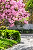 delicate pink flowers blossomed Japanese cherry trees on street blur background