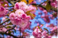 delicate pink flowers blossomed Japanese cherry trees in front of blurred background in spring garden