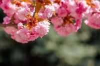 pink cherry blossom on spring sunny day. beautiful wallpaper with sakura branch in april. coniferous trees in the blurred background of urban park. japanese flora on hanami season in ukraine
