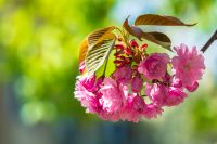 pink flower of sakura tree in spring. branch of cherry blossom in april. floral nature background for hanami celebration