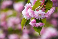 delicate pink flowers of blossomed Japanese cherry trees