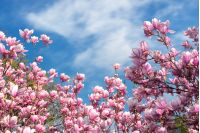 pink magnolia blossom in spring. beautiful flowers beneath a blue sky with fluffy cloud on a sunny day. wonderful nature background