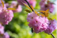 pink sakura blossom in spring. beautiful flowers on a twig in green garden background. wonderful nature scenery