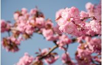 pink sakura flowers on a twig. lovely spring background of cherry blossom against the blue sky
