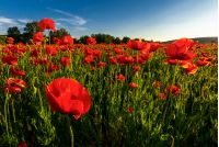 poppy field in summer evening. beautiful nature scenery with vivid flowers in sunset light
