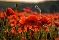 poppy flowers close up in the field. beautiful summer background