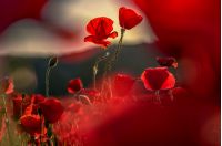 poppy flowers close up in the field. beautiful summer background