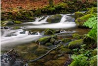 powerful creak with cascade in green forest. tones covered with moss lay on the shore. beautiful nature view in summer time.