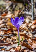 purple crocus flowers on meadow among foliage and green grass. sunny day in forest. beautiful springtime nature. top viewpoint