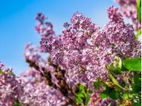 beautiful spring background. pink Sakura flowers closeup on a branch. blurred background of blossoming garden in springtime
