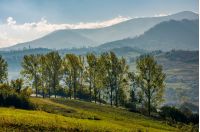 range of poplar trees by the road on hillside. beautiful morning in mountainous countryside