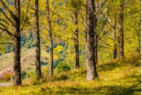 range of trees by the countryside road. beautiful bright autumn foliage background
