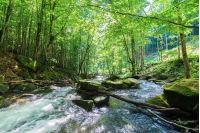 rapid stream among the rocks in the forest. beautiful nature scenery in springtime. green foliage on trees and moss on boulders. trunk above the flow on the stone