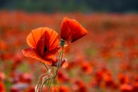 red poppies in the field. background image for remembrance or anzac day. beautiful countryside scenery with flowers at sunset. selective focus