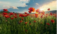 red poppy flowers in the field. beautiful springtime scenery at sunset in mountains. lovely nature background. 