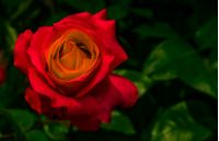 red rose on green blurred background in garden