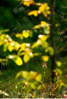 lovely background with red spider in the web on beautiful forest foliage bokeh