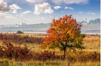 lonely red tree in the autumn rural field near the village with two churches in fog